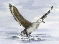 Black-footed Albatross